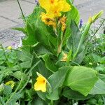 Canna × hybrida Habit