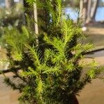 Picea laxa Ліст