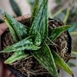 Aloe jucunda Лист