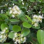 Syzygium glaucumFlower