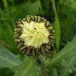 Leucanthemum ircutianum Кветка