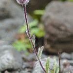 Erigeron humilis Квітка