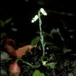 Appendicula ramosa 形態