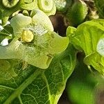 Vangueria madagascariensis Blomst