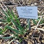 Allium cepa Hábitos