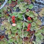 Gunnera magellanica पत्ता