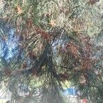 Pinus halepensis পাতা