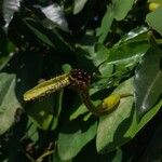 Aristolochia pilosa Flower