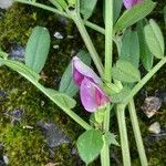 Vicia sativa Floare