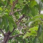 Elaeocarpus angustifolius Fruit