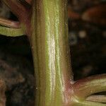 Chenopodium rubrum Casca