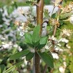 Malus toringo Blatt