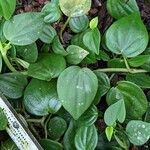 Peperomia urocarpa Feuille