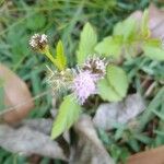 Conoclinium coelestinum Flower