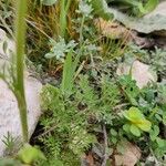 Ranunculus millefoliatus Leaf