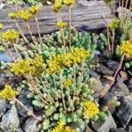 Petrosedum rupestreCvet