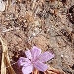 Colchicum variegatum Flower