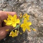 Hypericum linariifolium Kukka