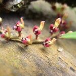 Bulbophyllum falcatum Цветок