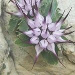 Physoplexis comosa 花