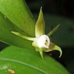 Prosthechea pygmaea Kvet