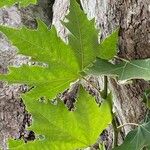 Platanus orientalis Листок