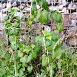 Ribes nigrum Alkat (teljes növény)