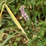 Liriope spicata ফুল