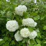 Viburnum macrocephalum Květ