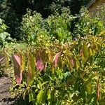 Euonymus grandiflorus Habit