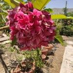 Robinia hispidaFlower