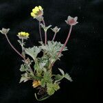 Potentilla argyrophylla ᱛᱟᱦᱮᱸ