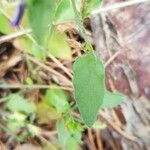 Convolvulus siculus Leaf