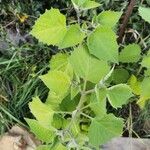 Physalis peruviana Blad