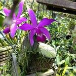 Cattleya violacea Kvet