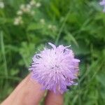 Knautia illyrica Цвят