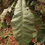 Monosis conferta Hoja