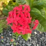 Ixora chinensis Lorea