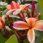 Plumeria rubra Blüte