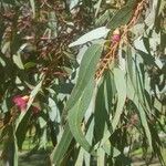 Eucalyptus leucoxylon Blad