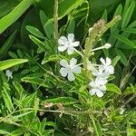 Chascanum hildebrandtii Çiçek