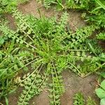 Lepidium didymumLeaf