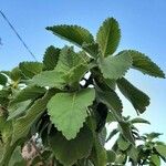 Plectranthus barbatus Leaf