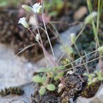 Cerastium scaposum Vekstform