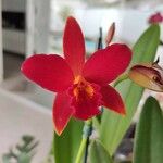 Cattleya wittigiana Λουλούδι