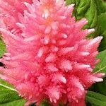 Celosia argentea Fiore