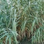 Arundo donax 葉