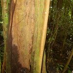 Lecointea amazonica Bark