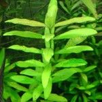 Hygrophila polysperma Levél