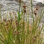 Juncus microcephalus Hábito